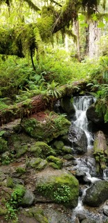 redwoods 1unnamed.jpeg